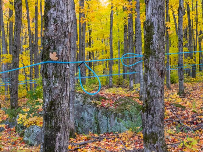 Sugar Maple Forest