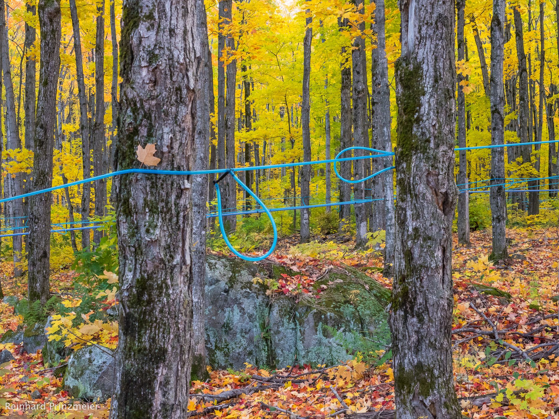 Sugar Maple Forest, Canada