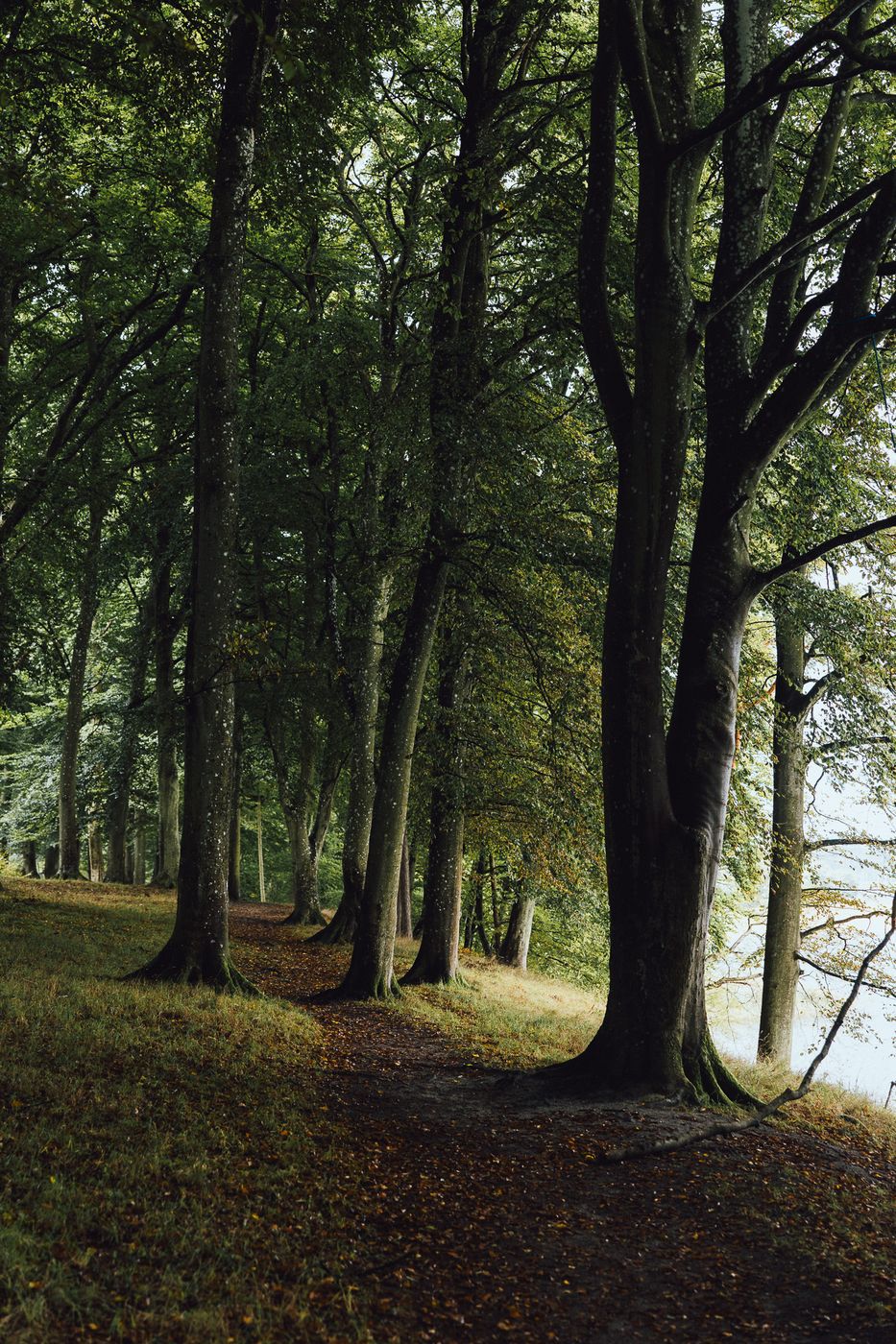 Tarzan Skraenten path, Denmark, Denmark