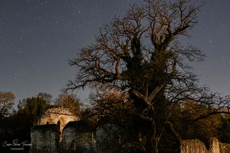 Waverley Abbey