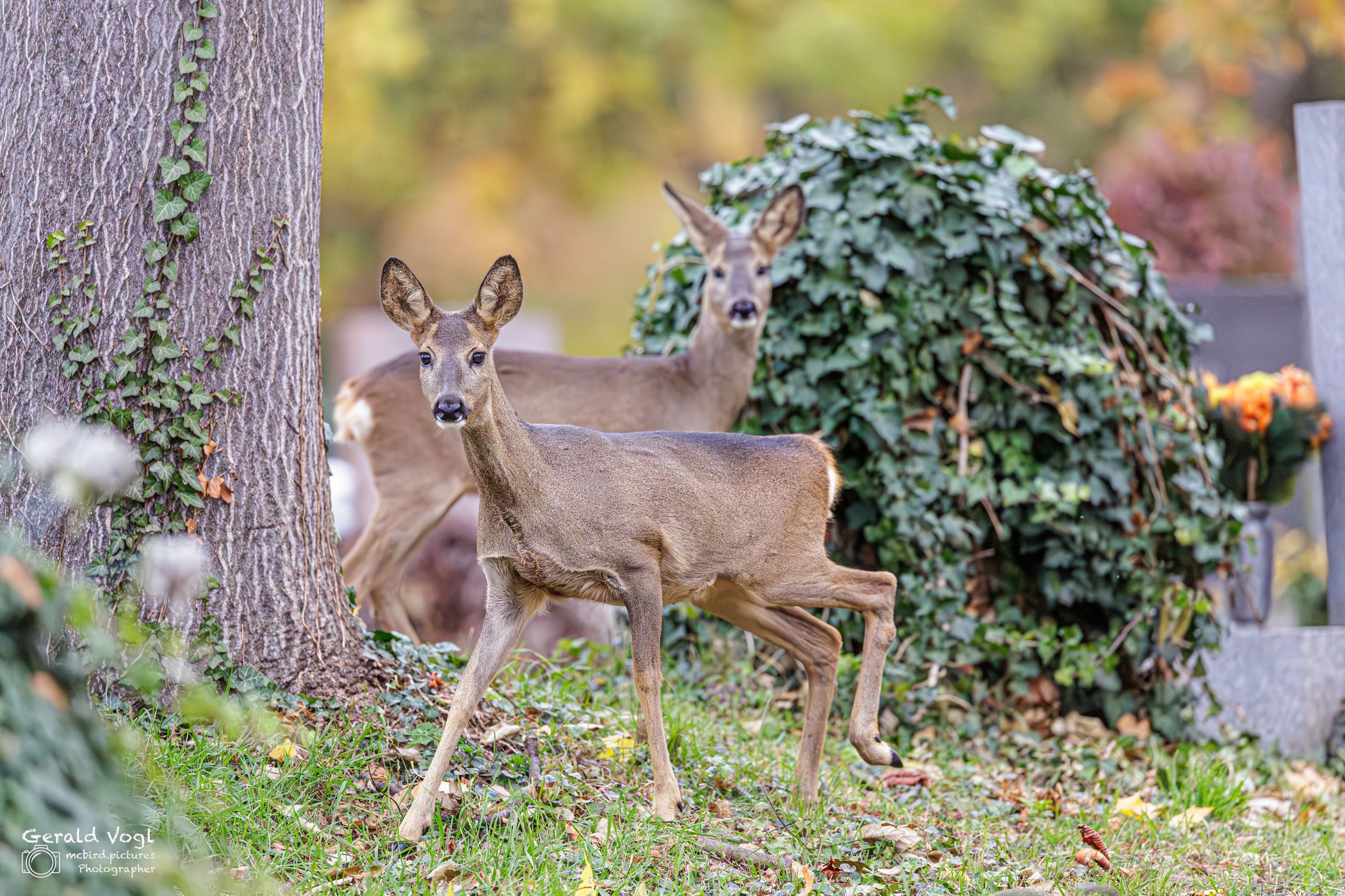 Wiener Zentralfriedhof, Austria