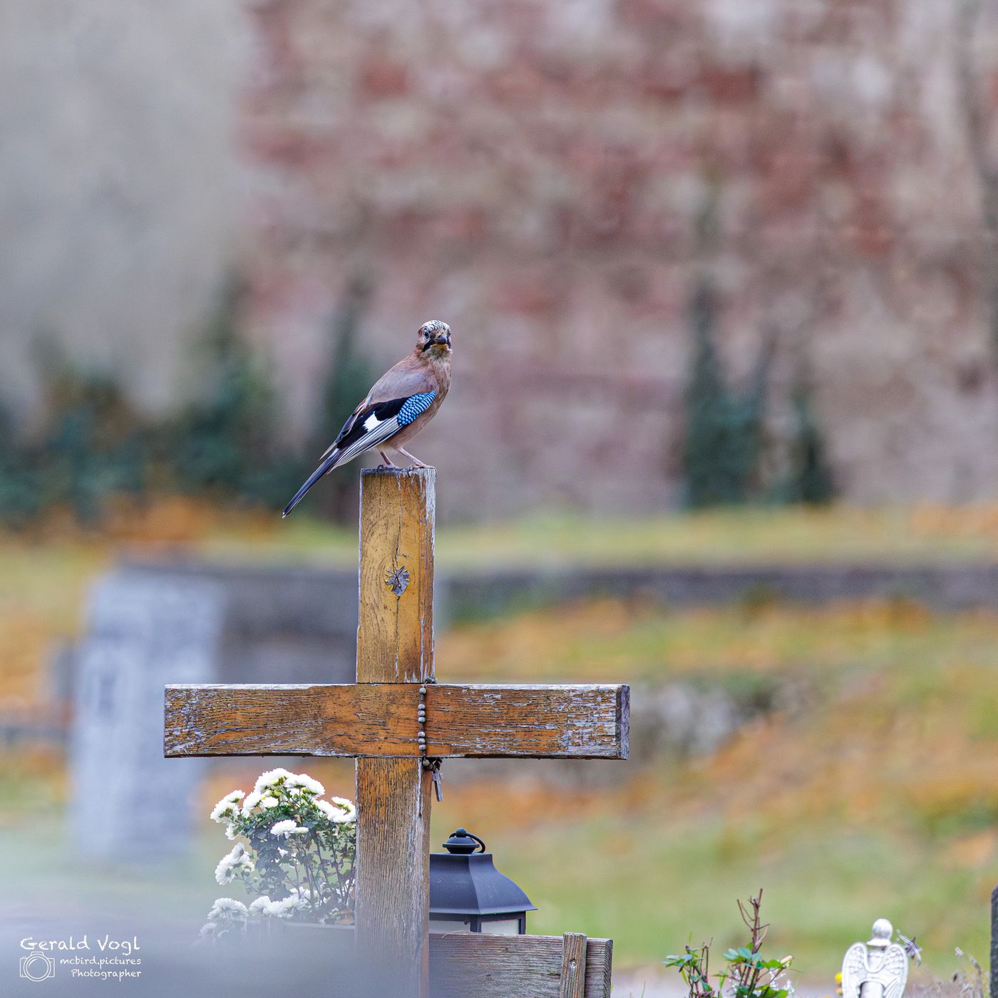 Wiener Zentralfriedhof, Austria