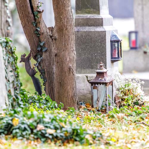 Wiener Zentralfriedhof