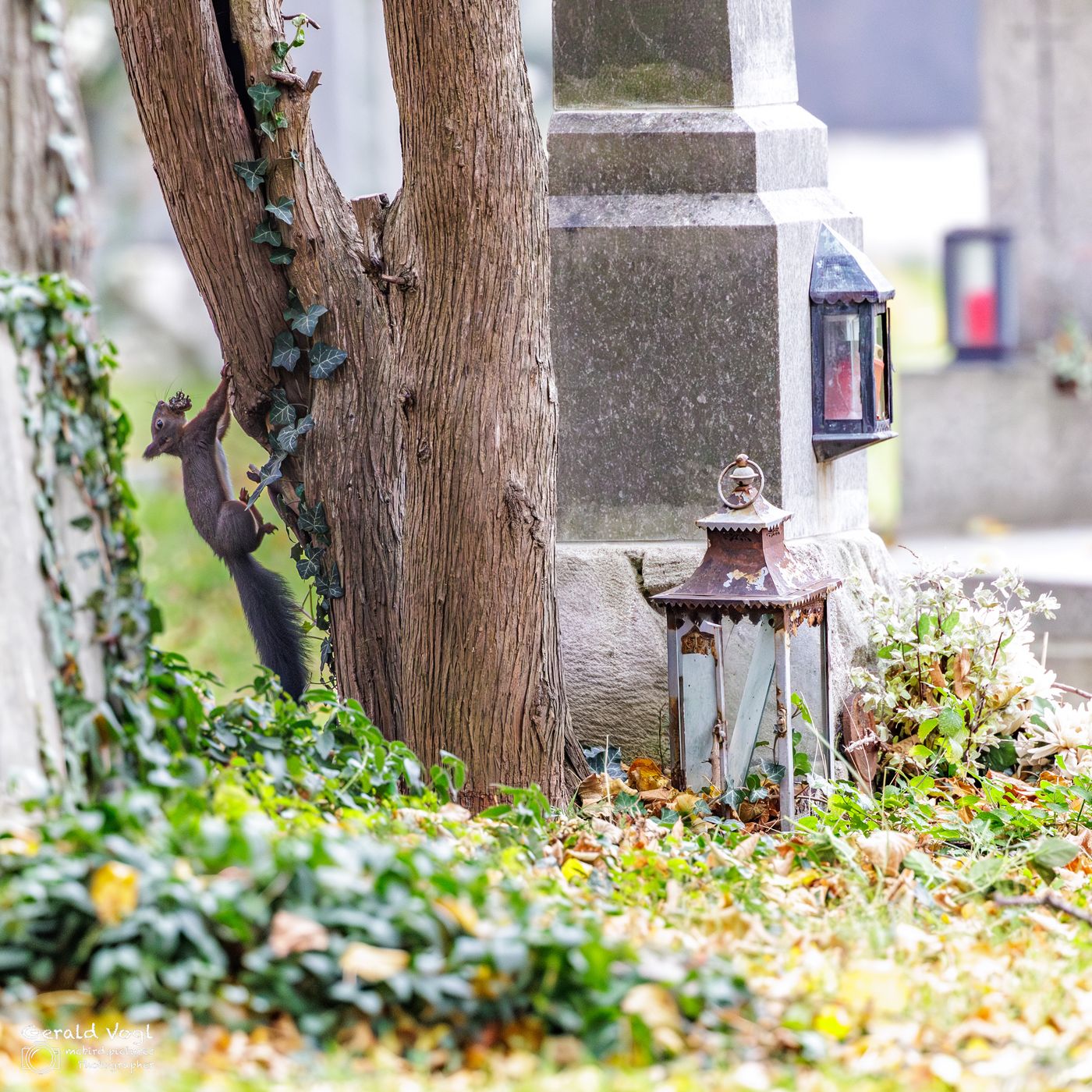Wiener Zentralfriedhof, Austria