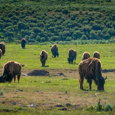 Yellowstone wildlife Tatanka, USA