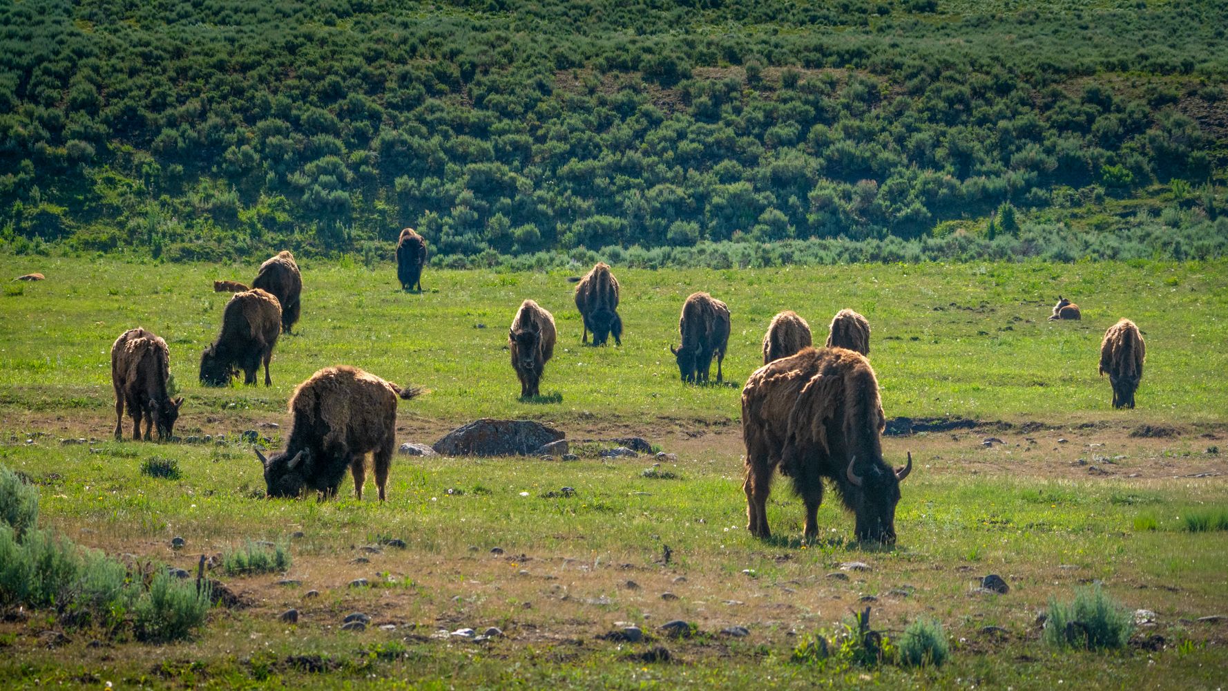 Yellowstone wildlife Tatanka, USA
