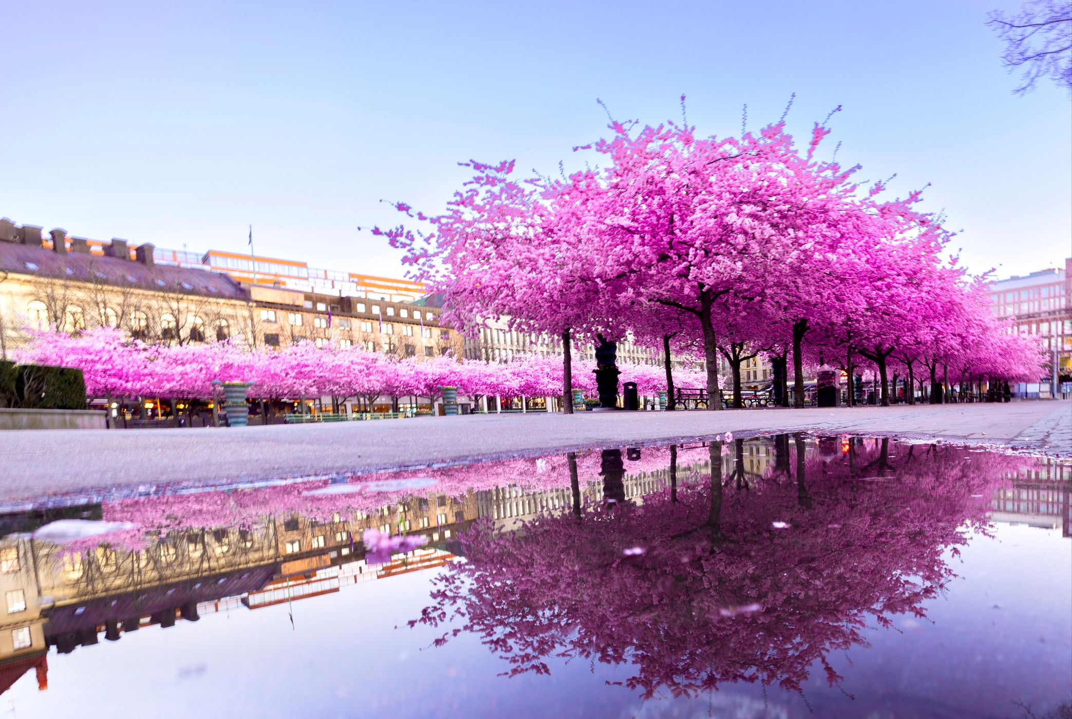Cherry Blossoms of Kungsträdgården, Sweden