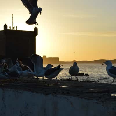 Essaouira, Morocco