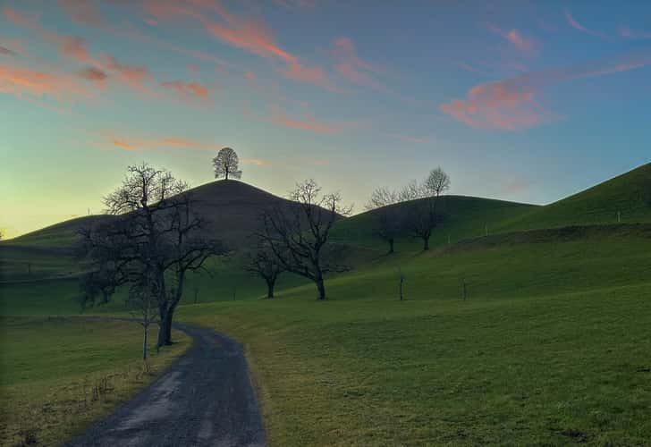Fairy tale trees, Neuheim