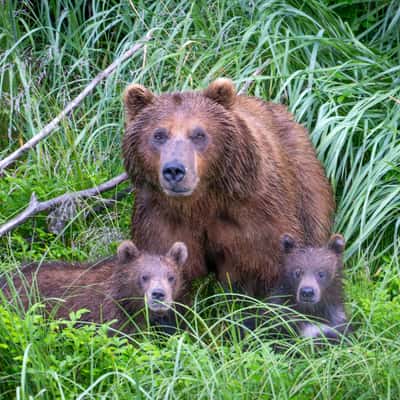 Family portrait, USA