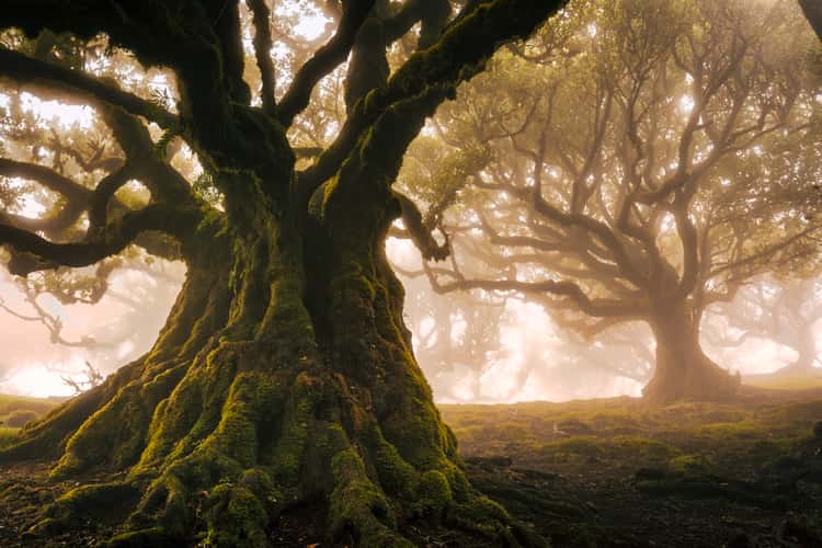 Fog Forest Fanal, Madeira