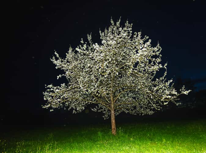 Frühling in den Streuobst-Wiesen Taufkirchen