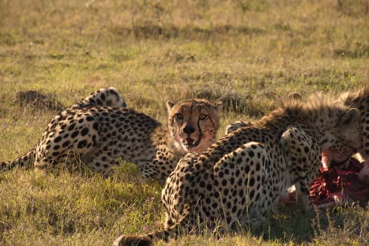 Garden Route Game Lodge