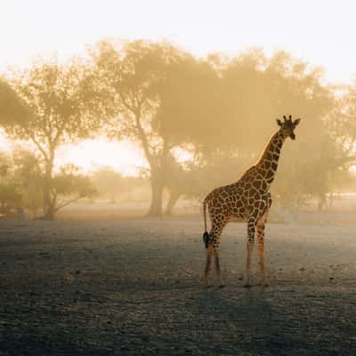 Giraffes on Sir Bani, United Arab Emirates