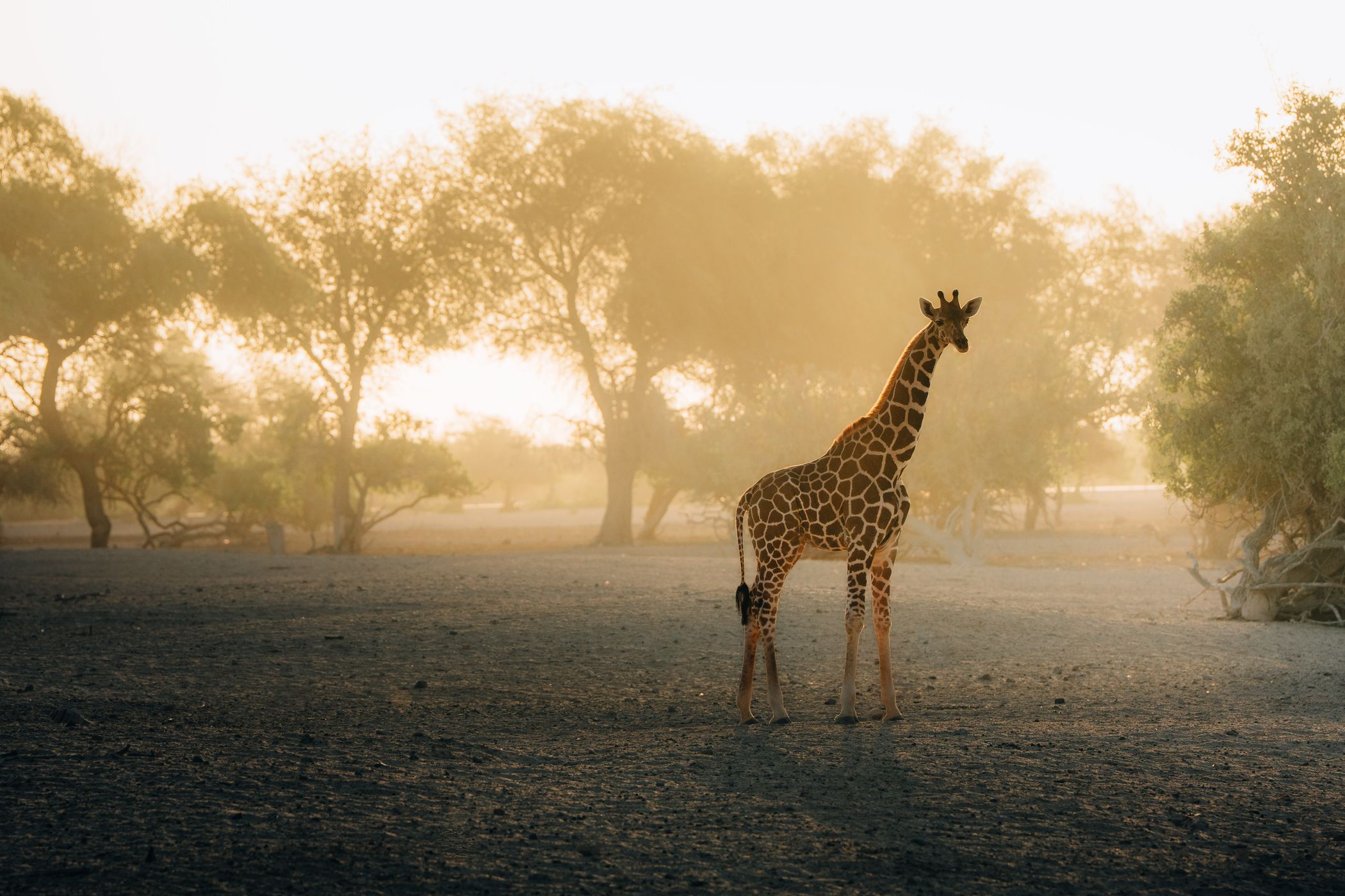 Giraffes on Sir Bani, United Arab Emirates