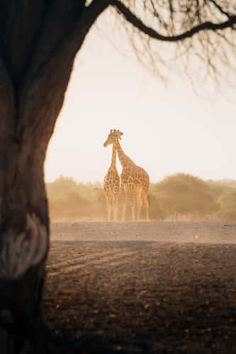 Giraffes on Sir Bani