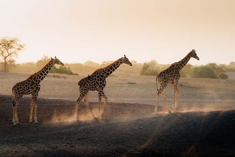Giraffes on Sir Bani