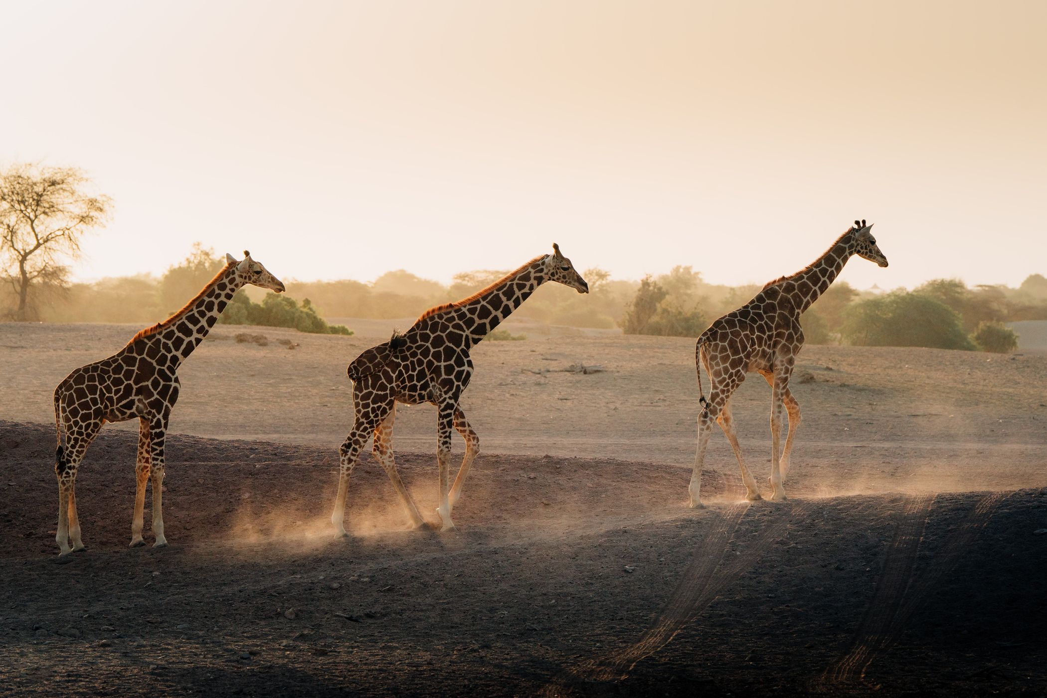 Giraffes on Sir Bani, United Arab Emirates