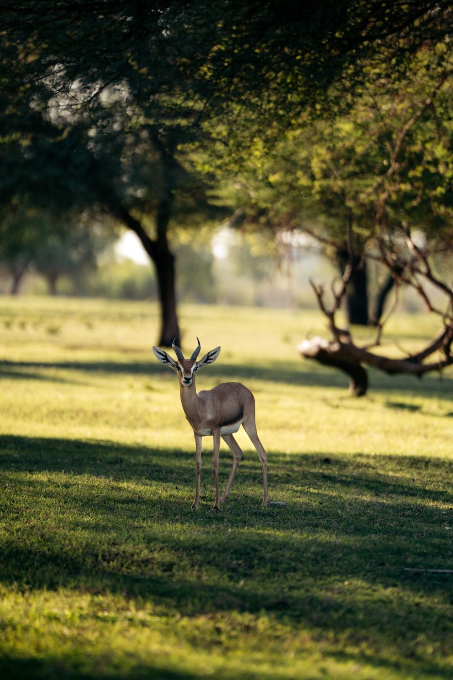 Green of Sir Bani, United Arab Emirates