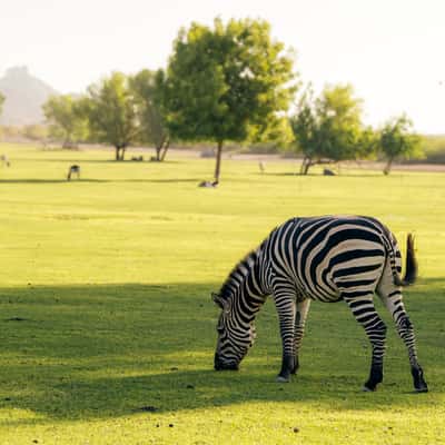 Green of Sir Bani, United Arab Emirates