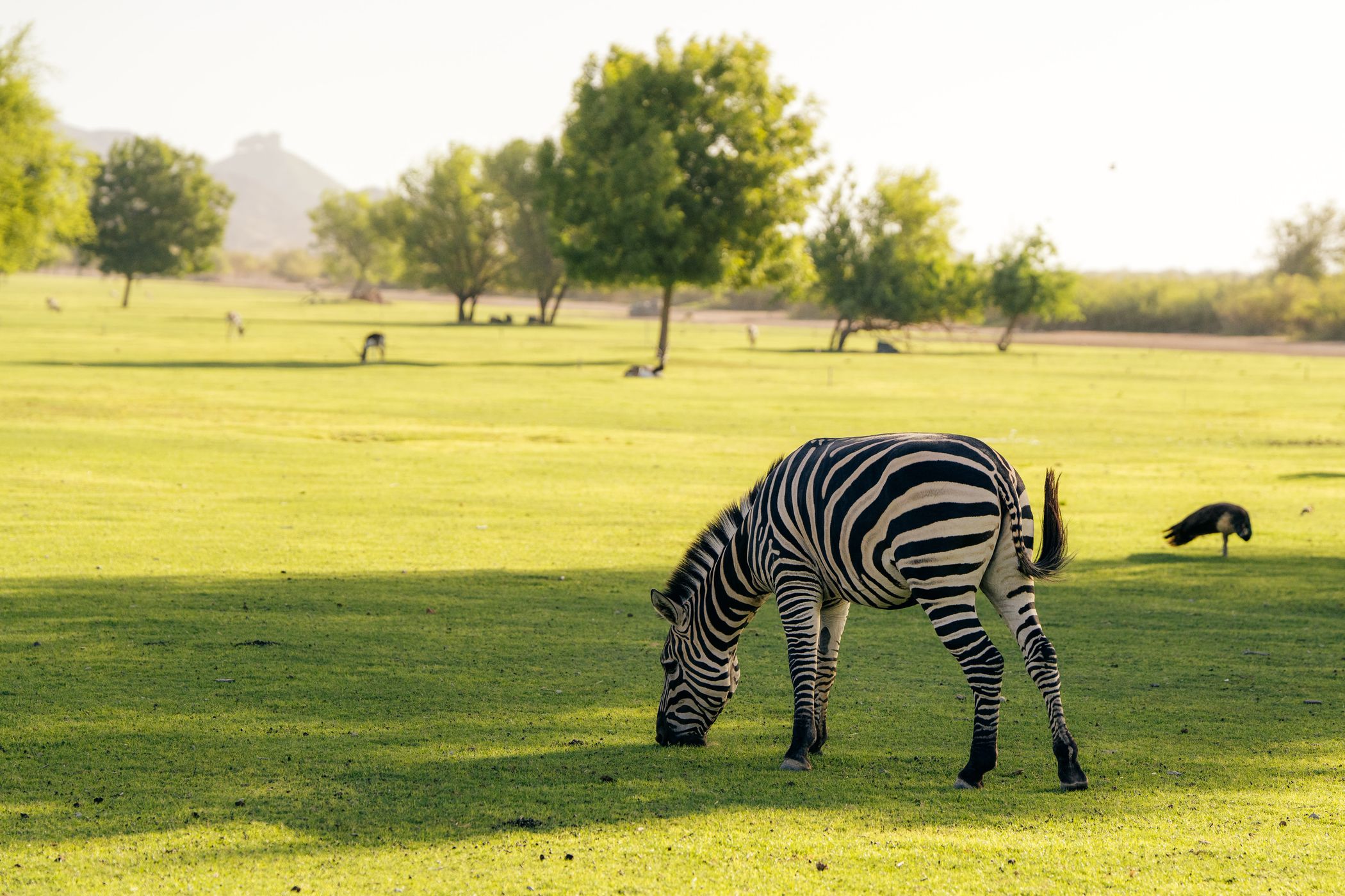 Green of Sir Bani, United Arab Emirates