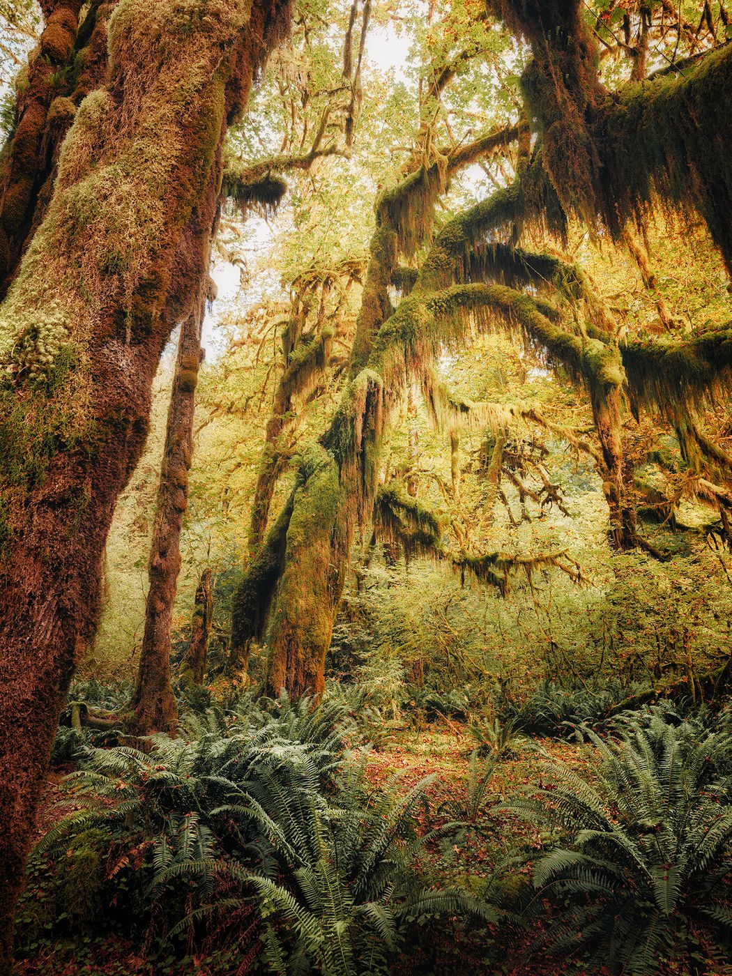 Hall of Mosses, USA