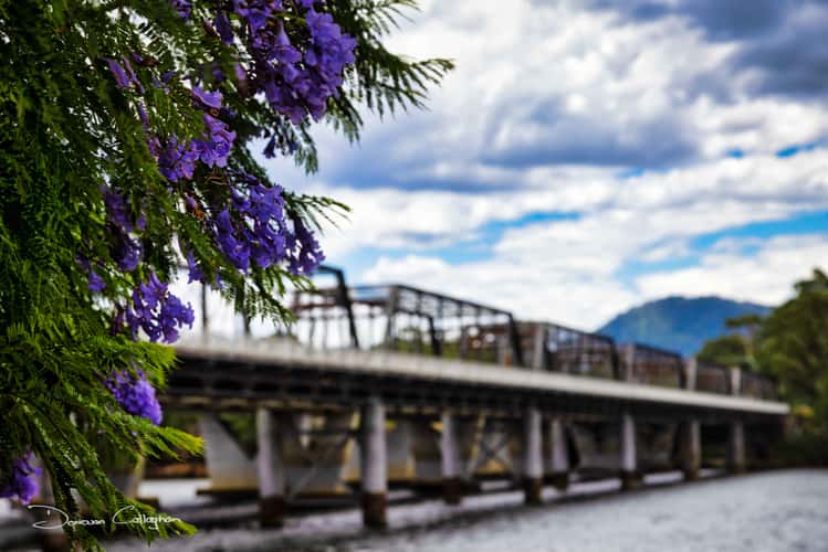 Jacaranda, Nowra Bridge, Nowra, South Coast NSW
