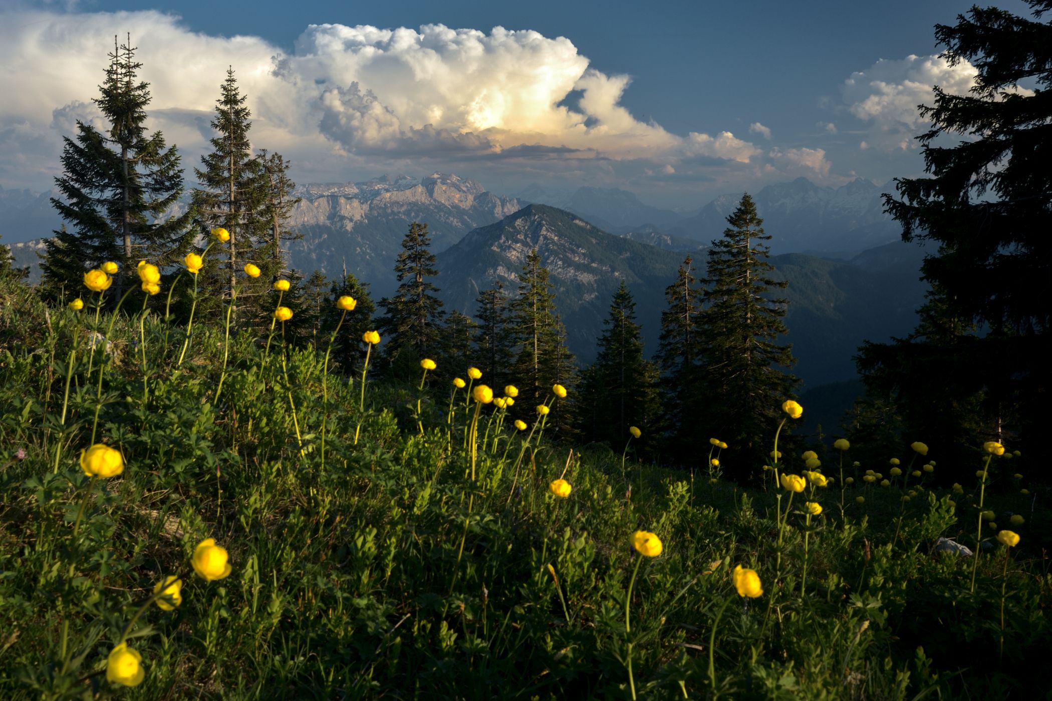 Kohler Alm, Germany