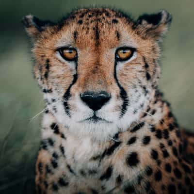 Lepard on Sir Bani Yas Island, United Arab Emirates