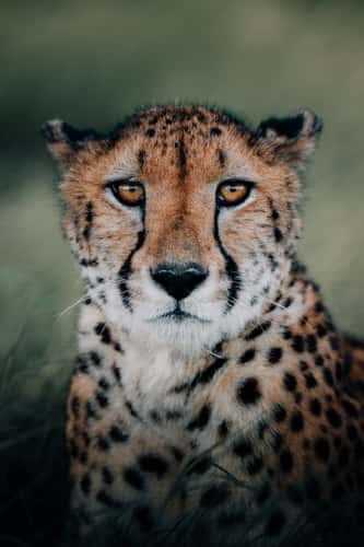 Lepard on Sir Bani Yas Island