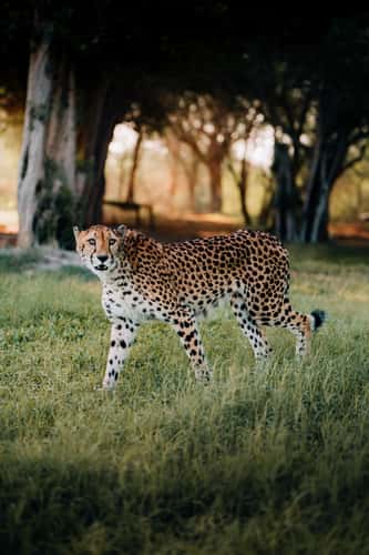 Lepard on Sir Bani Yas Island