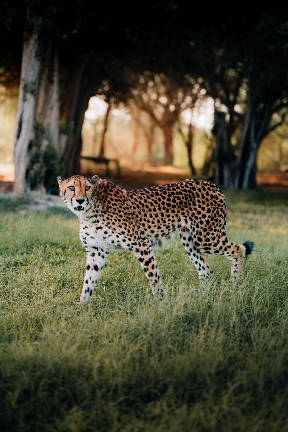 Lepard on Sir Bani Yas Island, United Arab Emirates