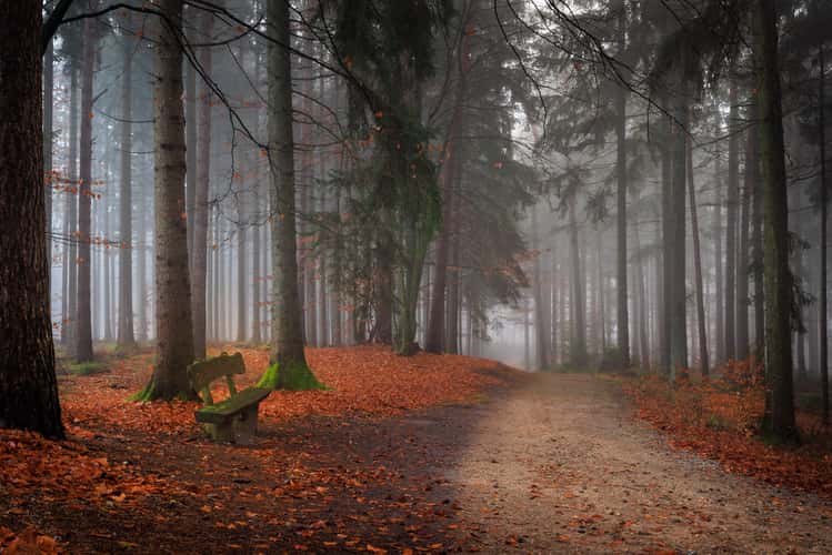 Forest Hanheide