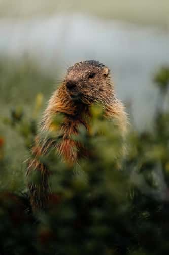 Marmots in the mountains