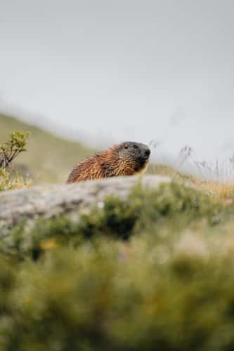 Marmots in the mountains