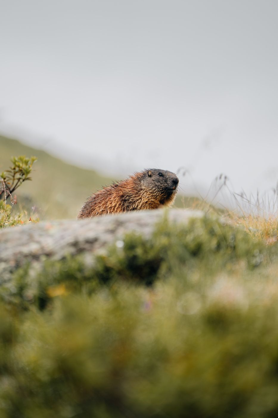 Marmots in the mountains, Austria