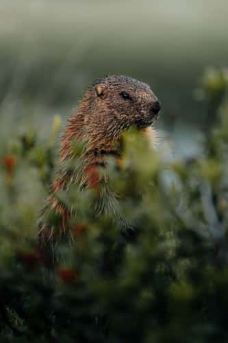 Marmots in the mountains