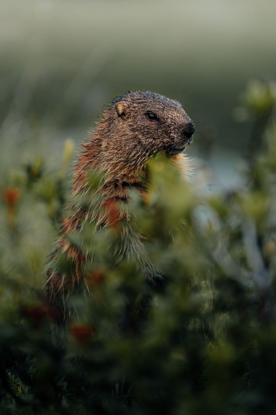 Marmots in the mountains, Austria
