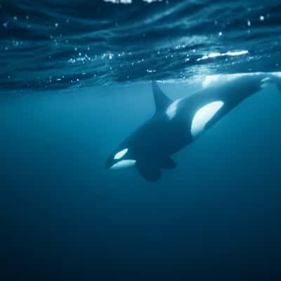 Orcas underwater in Skjervoy, Norway