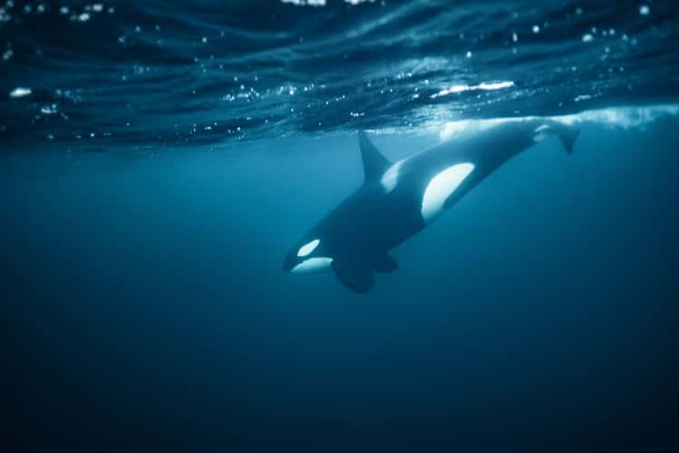 Orcas underwater in Skjervoy