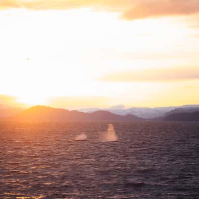 Sperm Whales in Skjervoy, Norway