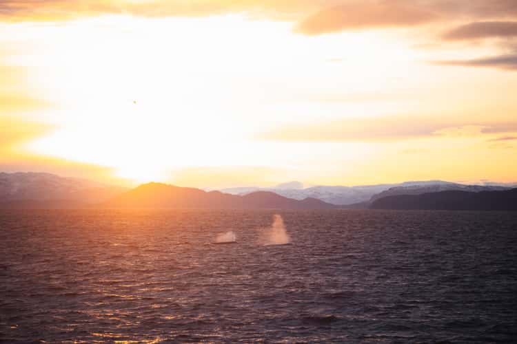 Sperm Whales in Skjervoy