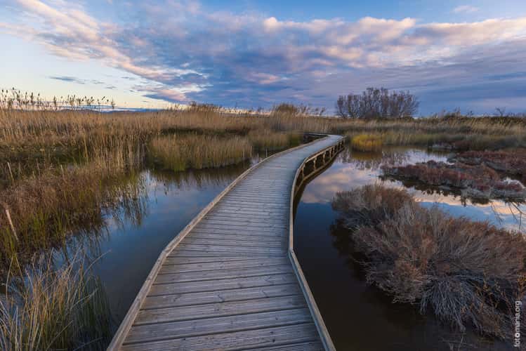 Swamp Marjal dels Moros