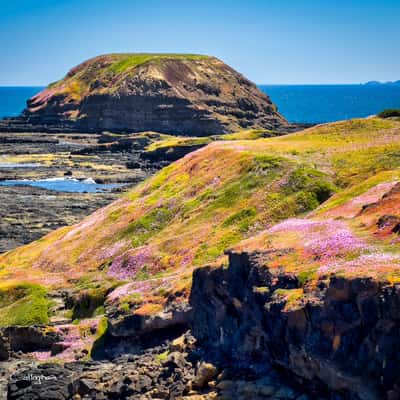 The Nobbies, Phillip Island, Victoria, Australia
