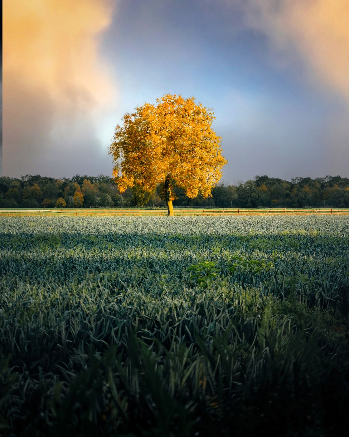 Tree at People's Farm, Netherlands