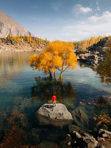 Tree in the Water