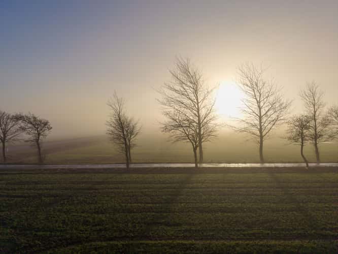 Trees next to the street in Nord Jylland