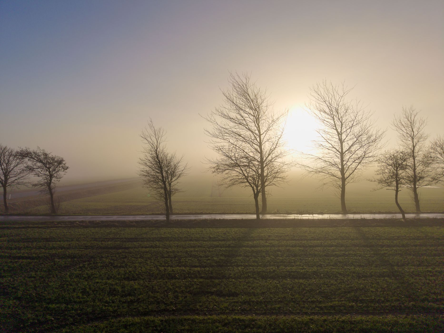 Trees next to the street in Nord Jylland, Denmark