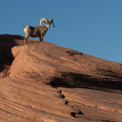 Valley of Fire Wildlife, USA