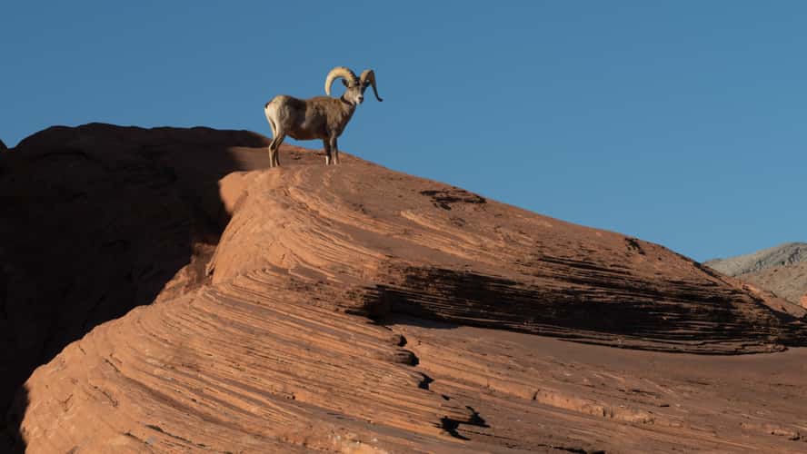 Valley of Fire Wildlife